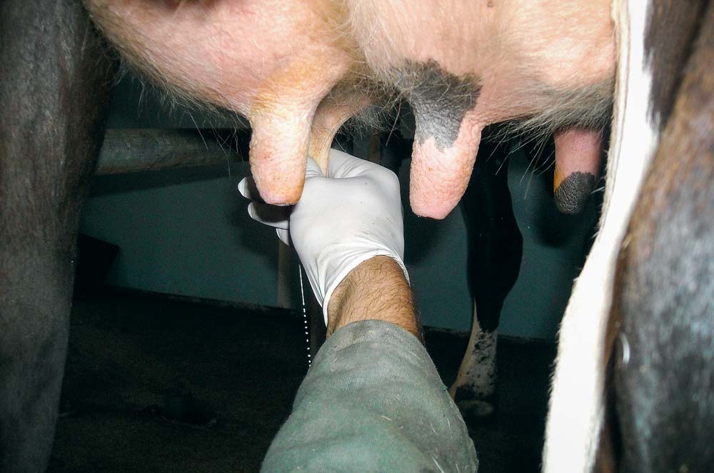 « Tirer les premiers de jets de chaque vache à chaque traite pour chaque quartier reste le meilleur moyen de détection des mammites » - Illustration De bons outils de détection de mammites