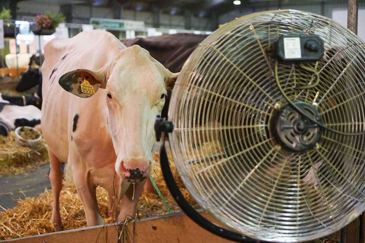SPACE2016-HOLSTEIN - Illustration SPACE 2016 : plus de 700 photos pour revivre l’événement