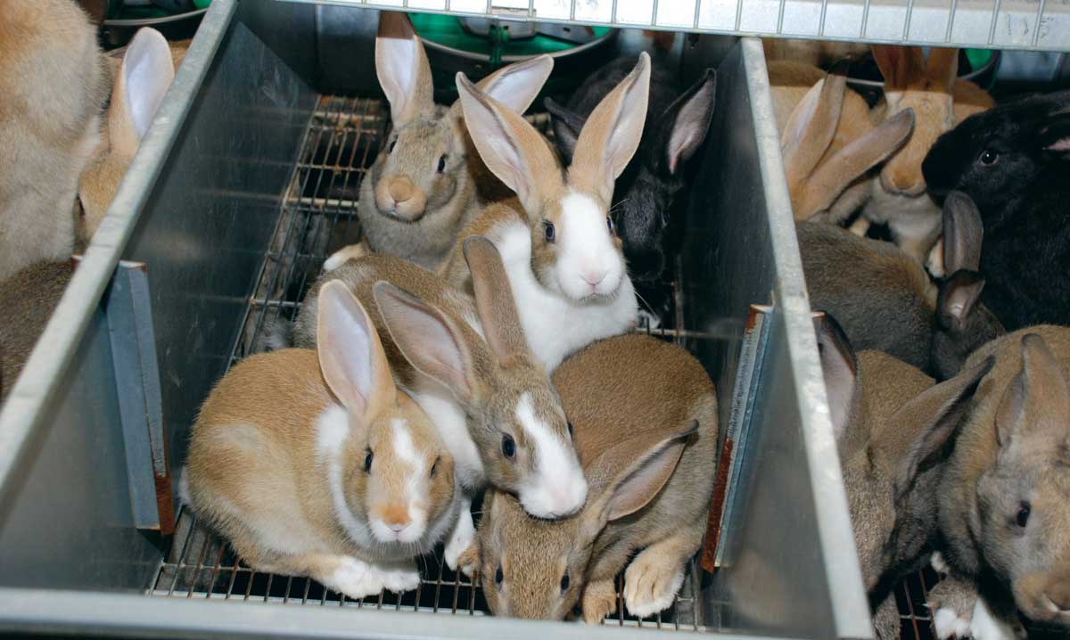 lapins - Illustration La génomique s&rsquo;attaque à la pasteurellose du lapin