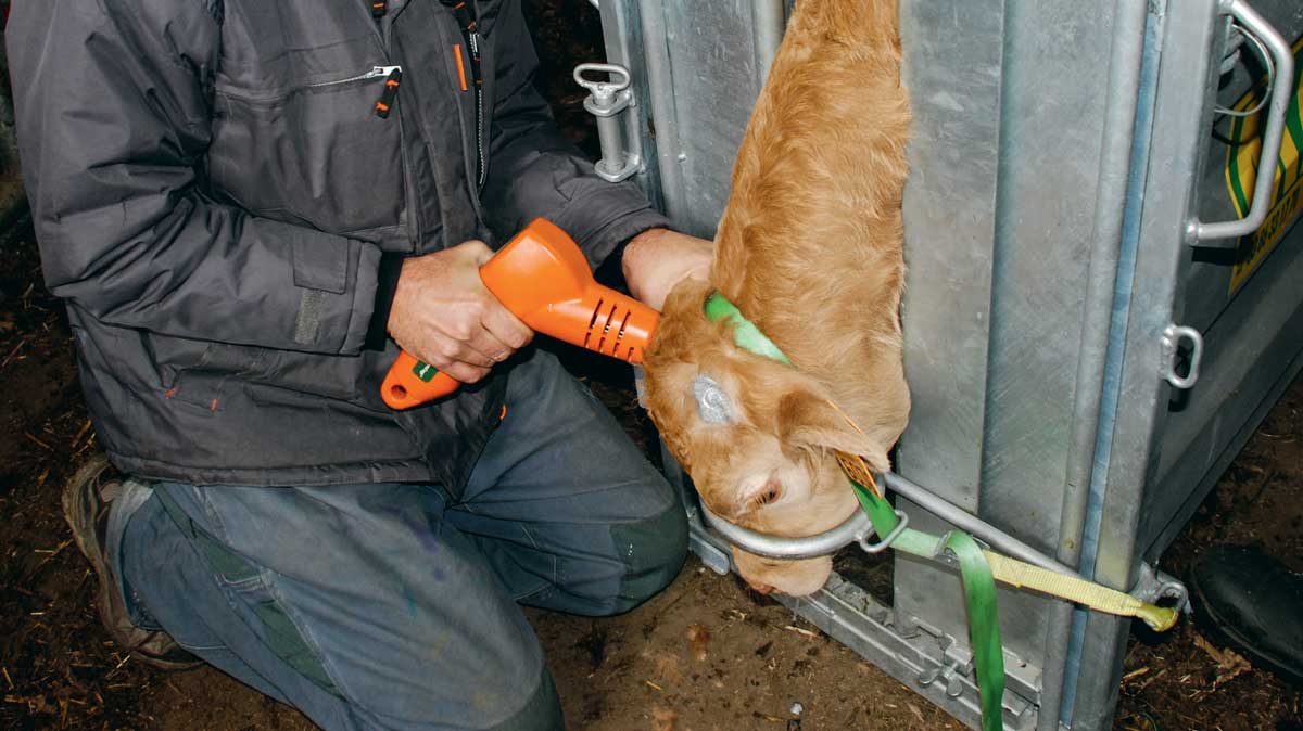 Pour que l’animal ressente moins de douleur lors de l’écornage et après, l’éleveur peut lui administrer des médicaments. - Illustration Écorner les bovins rapidement et sans douleur