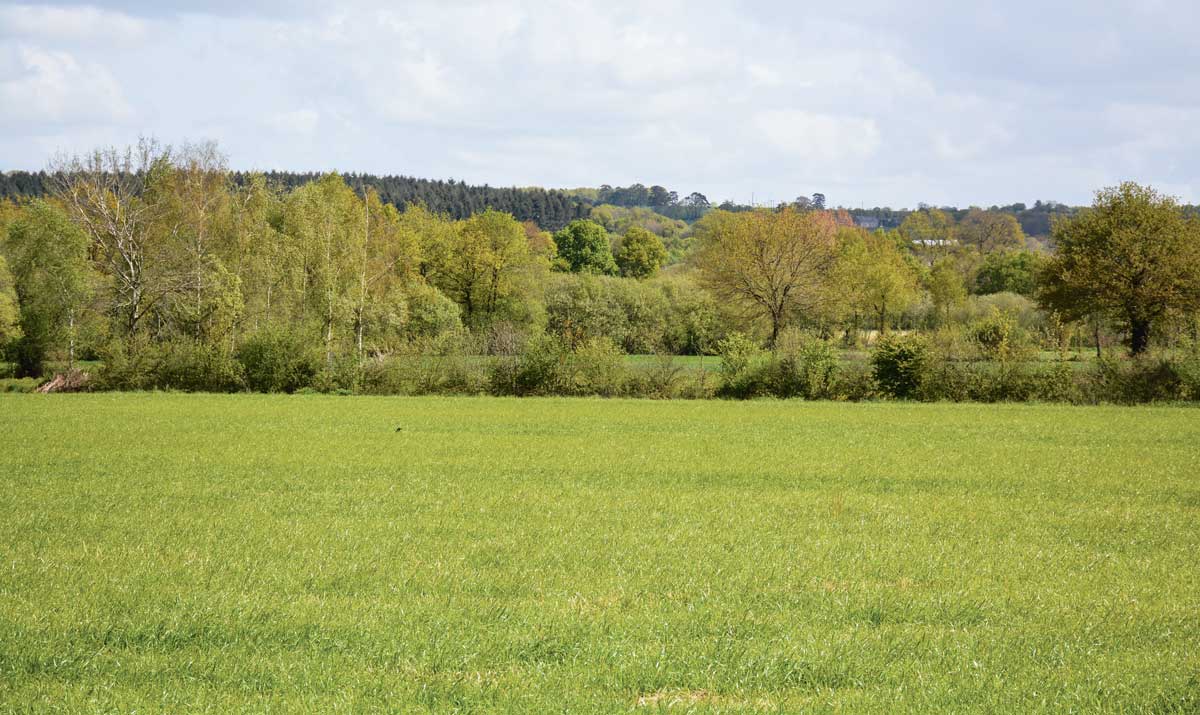 haies-bocage - Illustration Propriétaires ruraux : Pas de visibilité lors des cessions de foncier