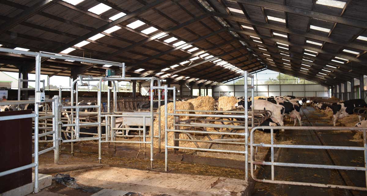 À droite de la rangée de bottes de paille : deux rangs de logettes avec matelas. À gauche, un rang de logettes face à la table d'alimentation. Les points d'eau sont dans la première partie. Les vaches doivent donc venir s'y abreuver. Pour retourner manger, elles sont contraintes de passer au robot de traite. Si elles ont été traites récemment, un portillon les dirige hors de l'aire d'attente. ­ - Illustration Lait : un objectif de 80€/1000L de coût alimentaire au robot