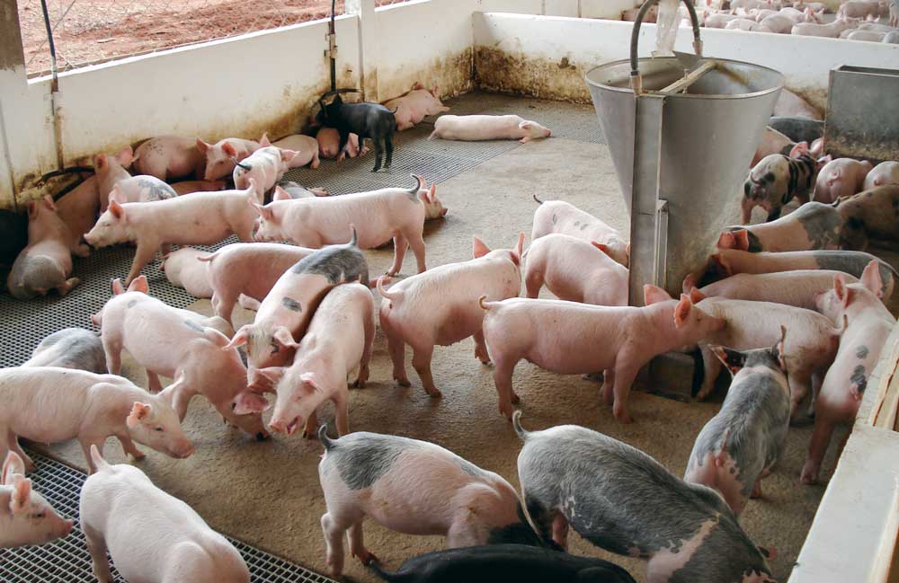 porc-bresil - Illustration Importations brésiliennes de viandes : Le Foll renforce les contrôles
