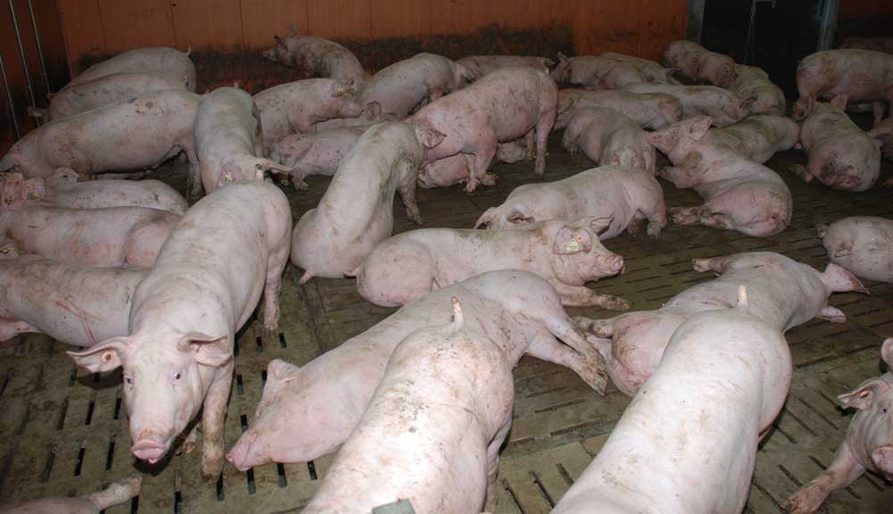 porc-charcutier-groupe - Illustration Ne surtout pas s&rsquo;endormir sur le Porc Français !
