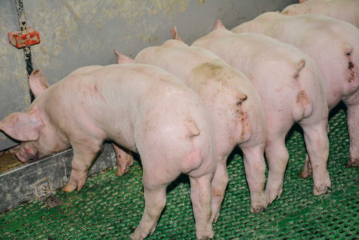 porcelet-post-sevrage - Illustration Allemagne : porc bio et non-castré ont le vent en poupe