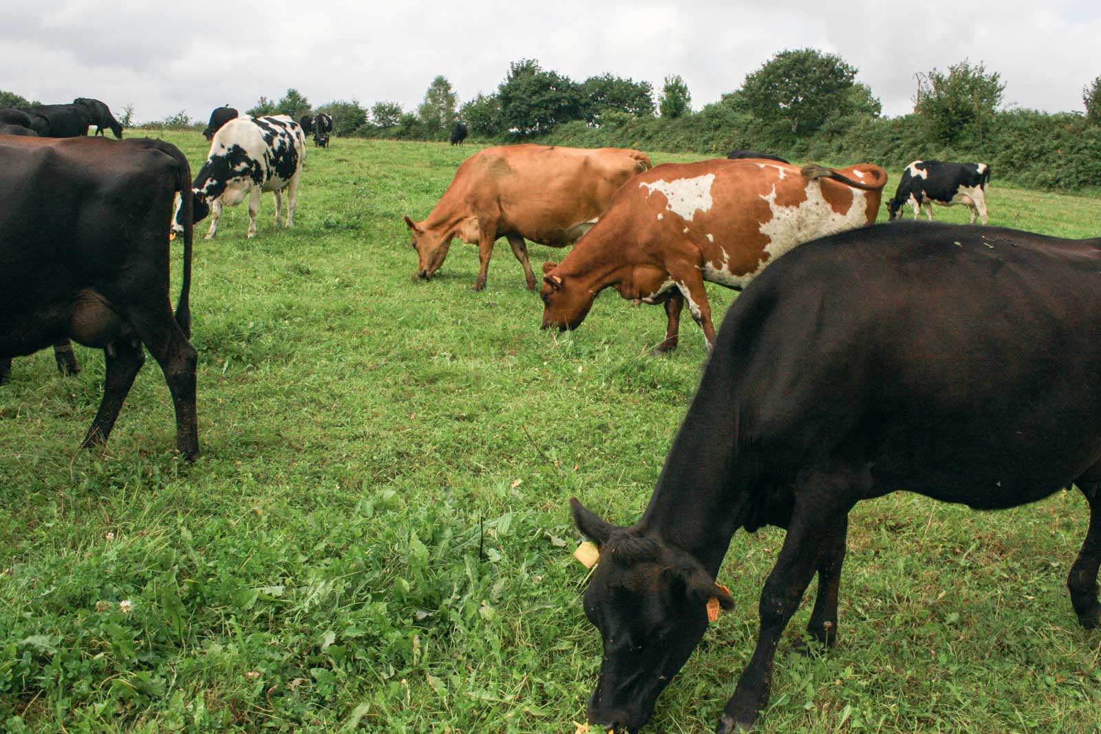 vache-herbe - Illustration Transmettre son système herbager
