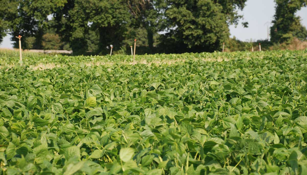 haricot - Illustration Sans irrigation, le haricot ne fait pas le poids