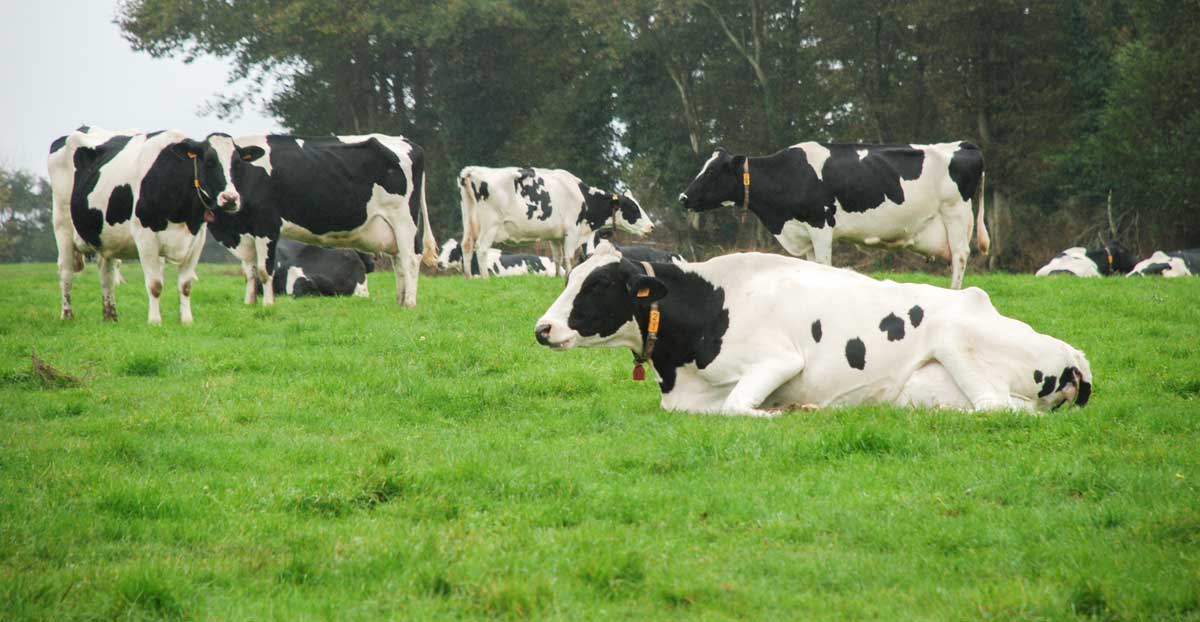 lait-pature-fourrage-herbe-holstein - Illustration Saison de rattrapage en herbe