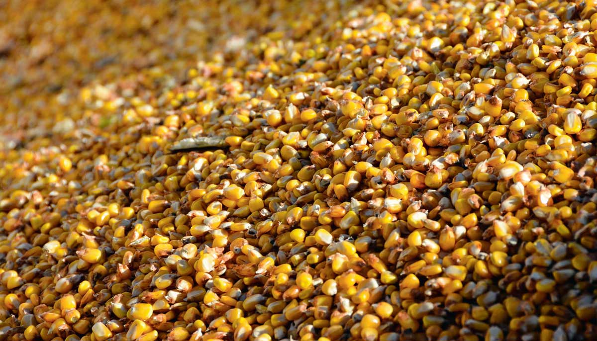 mais-grain - Illustration Marchés : quelle direction pour les prix de maïs 2016/2017 ?
