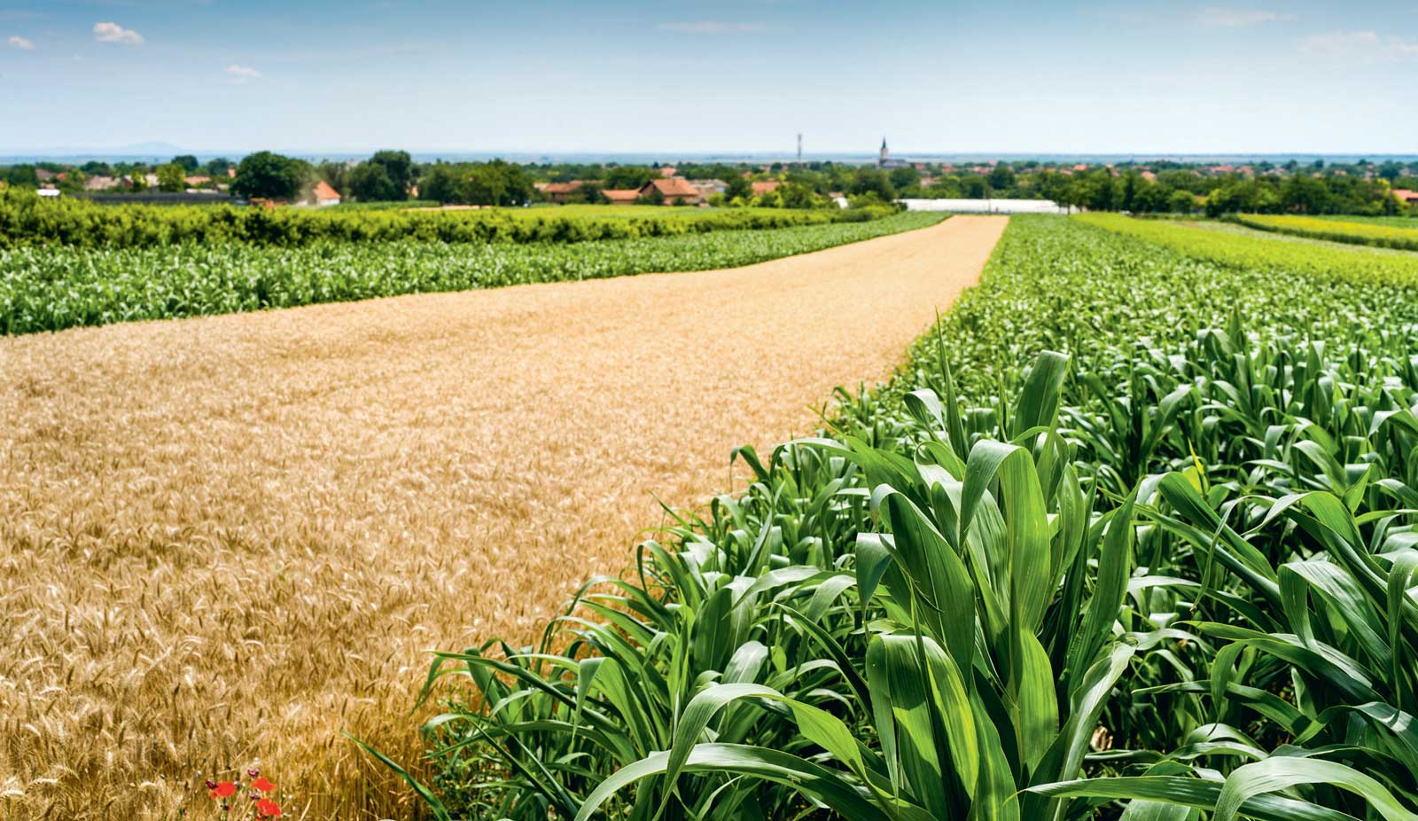 paysage-culture-mais-orge-agronomie - Illustration Essais : l&rsquo;agronomie en a sous le pied