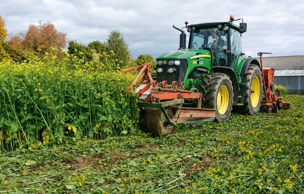 Le rouleau avant casse la moutarde brune. Derrière, le semoir Väderstad CarrierDrill 300 effectue un semis simplifié. - Illustration Céréales : un semis simplifié dans un couvert court