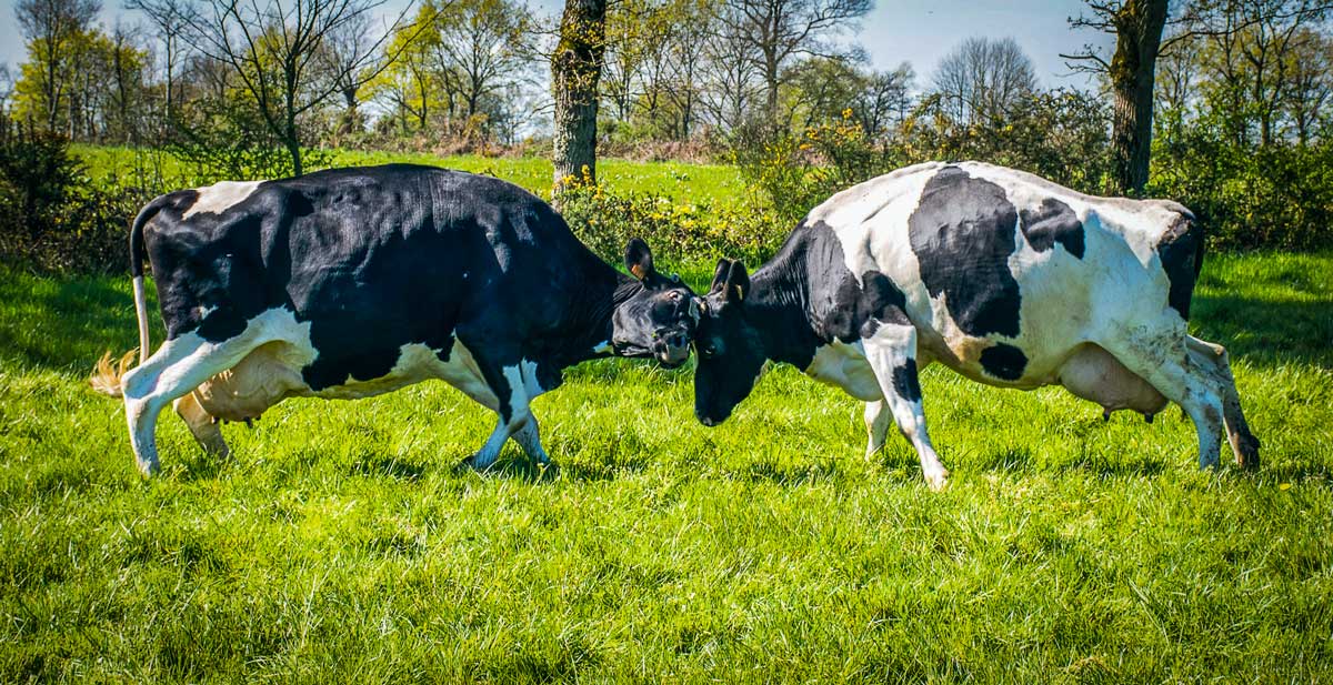 td_choc-vache-prim-holstein - Illustration Santé : amortir le choc du mélange d&rsquo;animaux