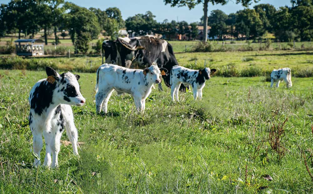 Au Gaec des Marguerites, à la belle saison, les veaux croisés sont élevés dehors sous des vaches nourrices. - Illustration [Viande] Mieux valoriser ses bovins