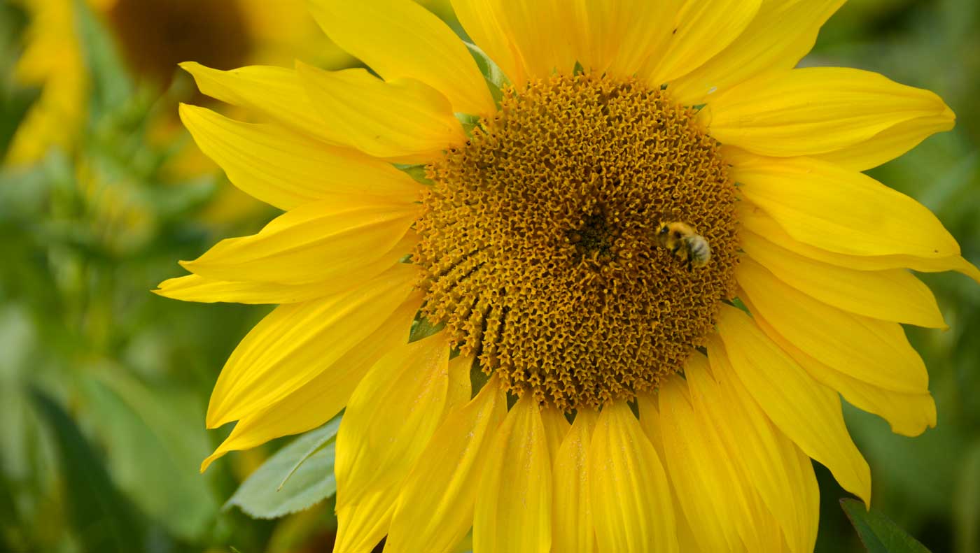 tournesol-methanisation-abeille - Illustration La vente des produits contenant du sulfoxaflor suspendue par référé