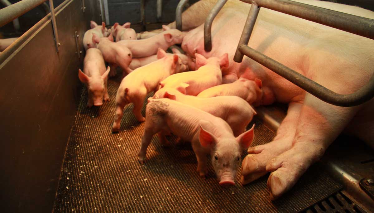 truie porcelet - Illustration Les trésoreries restent préoccupantes en porc