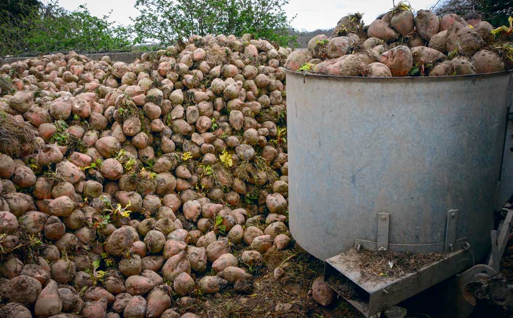 betterave-fourragere - Illustration Betterave Fourragère : Produire en quantité un concentré d’énergie sur son exploitation