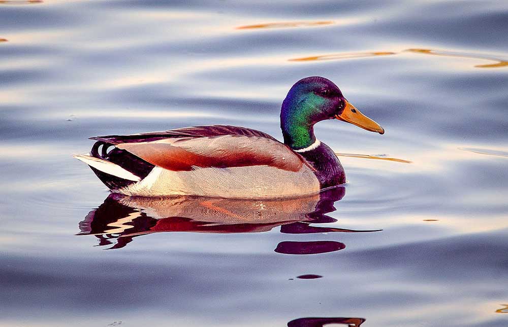 canard-sauvage-grippe - Illustration H5N8 : mesures de confinement sur l’ensemble du territoire