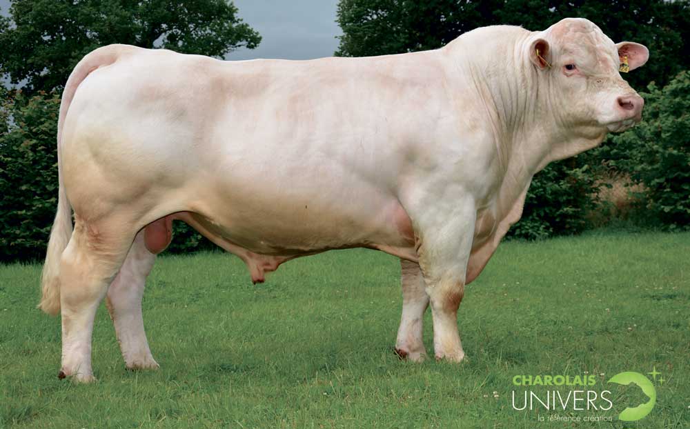 Indou PP est le 2e homozygote sans corne disponible après Impérator. - Illustration Une rentrée génomique en taureaux Charolais