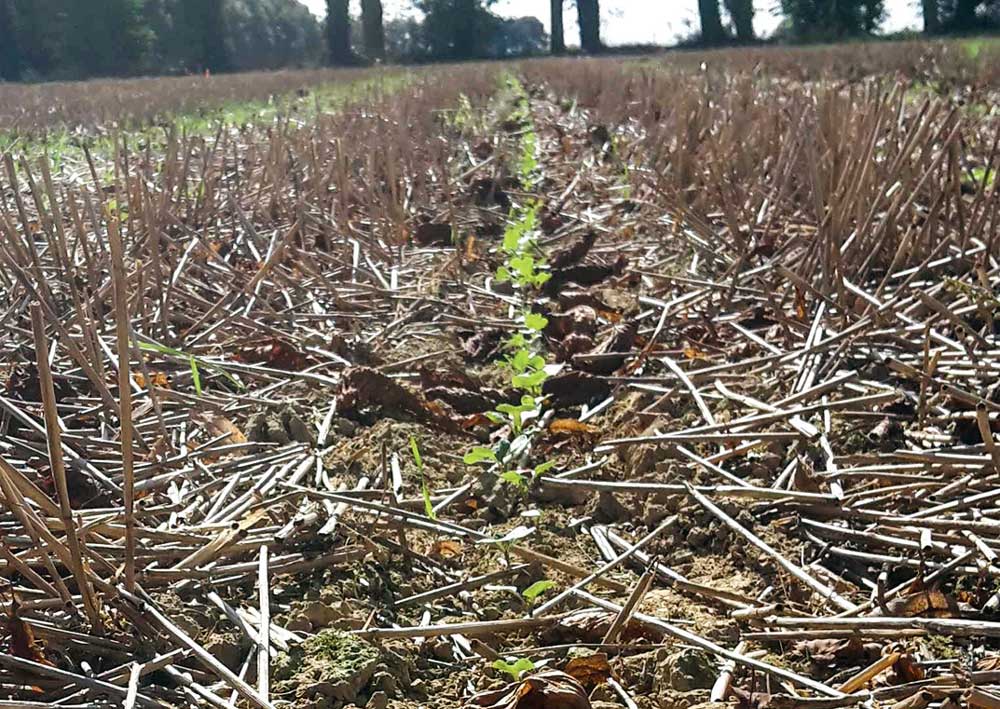 Semis combiné strip-till. Photos du 24 septembre (source Terres Inovia). - Illustration Une implantation du colza difficile cette année