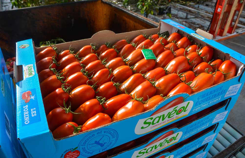 tom-pousse-tomate-saveol - Illustration Limiter l’impact sur l&rsquo;environnement en tomates sous serre