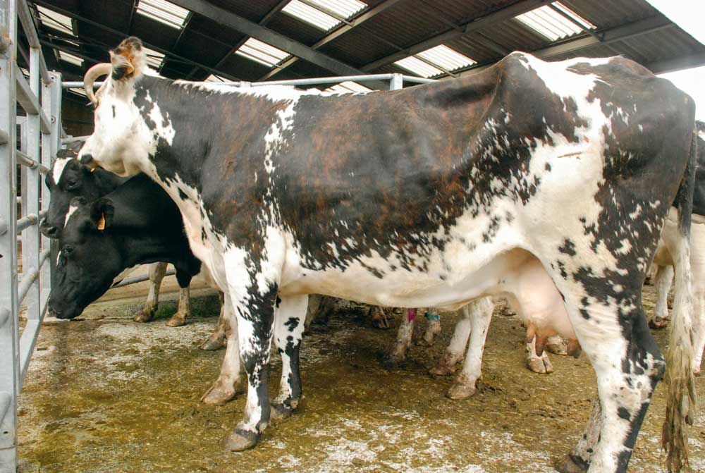 vaches-laitieres-reforme - Illustration L’afflux de vaches de réforme se poursuit