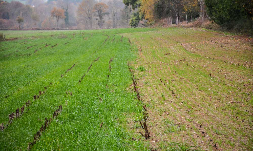 À gauche, une bande de RGI semée sous maïs, sans binage. À droite, du RGI semé le 10 octobre après ensilage. Les essais sont réalisés en relation avec la Chambre d'agriculture dans le cadre d'un programme porté par Eau du Morbihan. - Illustration Sous maïs, le RGI s&rsquo;est bien développé