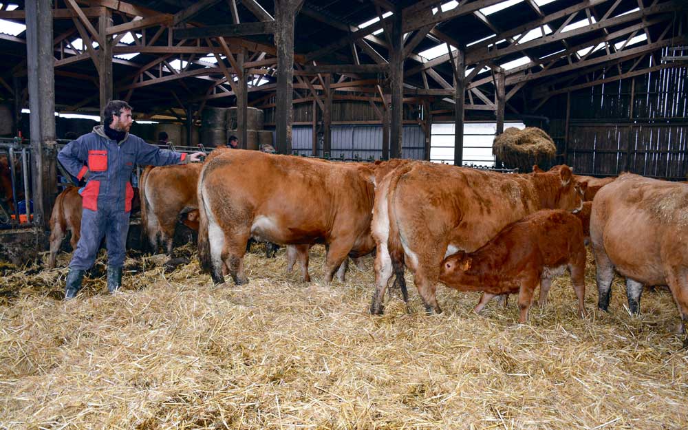 Sylvain Boschat recherche un troupeau économiquement performant, avec des facilités de vêlage, du lait et de la docilité. - Illustration Viande bovine : Un système performant après 10 ans d&rsquo;élevage