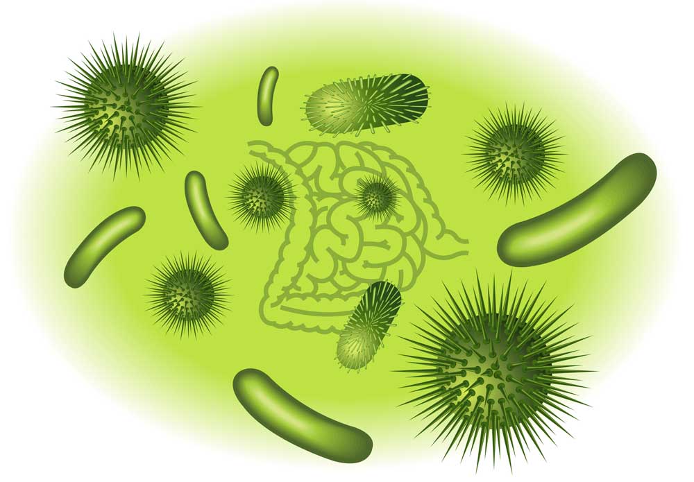 bacterie - Illustration Les bactéries de l&rsquo;intestin se dévoilent