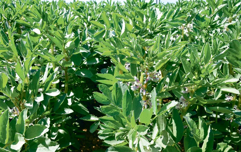 feverole - Illustration Autonomie en protéines : implantation de 400 ha de féverole pour le Gouessant
