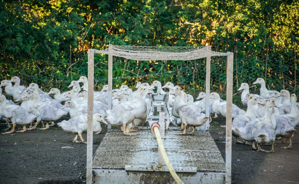 grippe-aviaire-canard - Illustration Grippe aviaire : abattage, plan d&rsquo;éradication,… vaccination ?