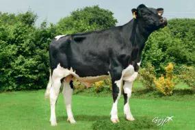 louxor-holstein-evolution-genetique