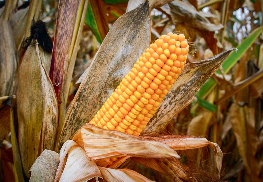 mais-grain-epi - Illustration Campagne 2016 : ce qu’il faut retenir en maïs grain