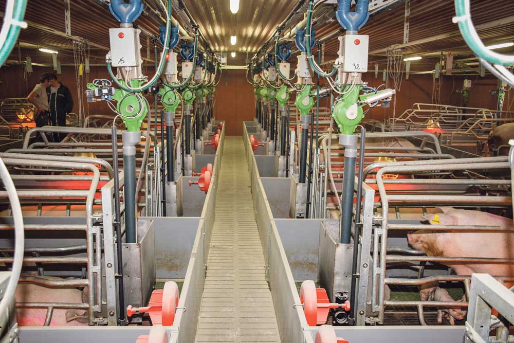 Les couloirs avant permettent de limiter les interventions à l'intérieur des cases et donc les échanges de germes entre portées. Le système d'alimentation de précision (descente de l'aliment 100 gr par 100 gr dans l'auge avec sonde de niveau) évite les gaspillages. Une mauvaise consommation déclenche une alerte, sur boitier ou sur l'ordinateur. - Illustration Un taux de pertes sur porcelets nés vifs de 7,9 %