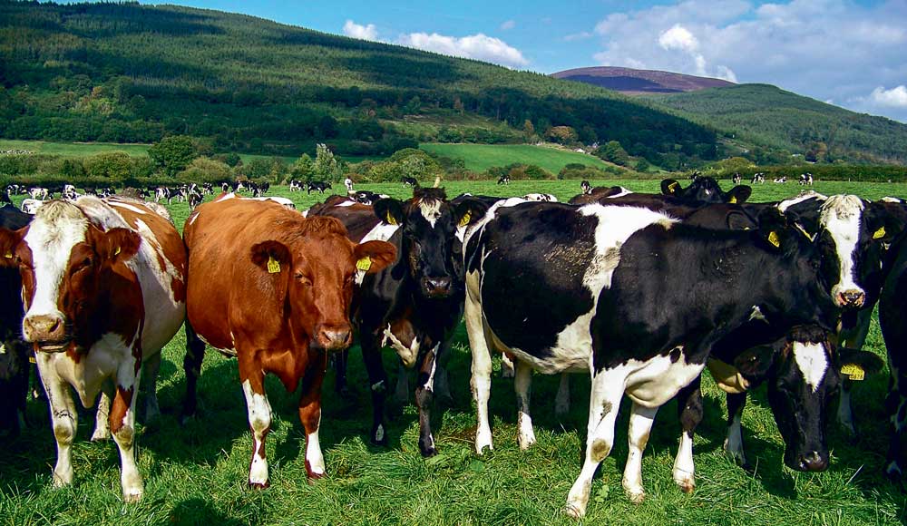 td_irlande-lait - Illustration Même l&rsquo;Irlande freine sa production laitière