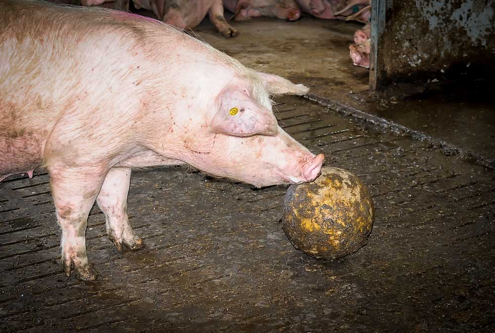 En porc, la réglementation européenne sur le bien-être impose à la conduite en groupe des truies gestantes ou la présence d’objets manipulables, « des jouets » pour que les animaux puissent exprimer leur comportement naturel. - Illustration Porc : le ministère de l&rsquo;agriculture allemand crée un label officiel bien-être