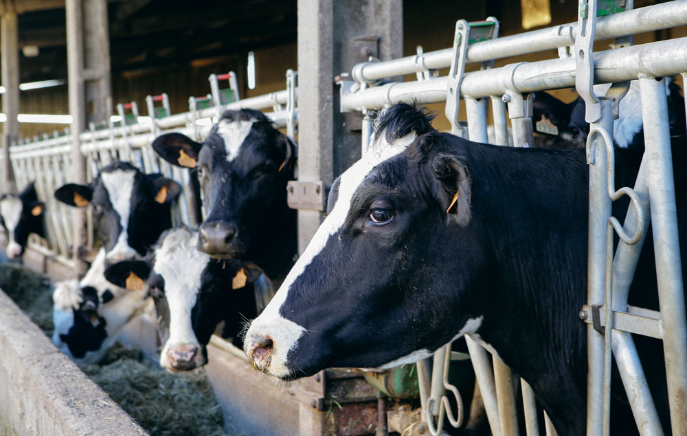 vache-primholstein-lait - Illustration Réaménager la dette de l’exploitation laitière