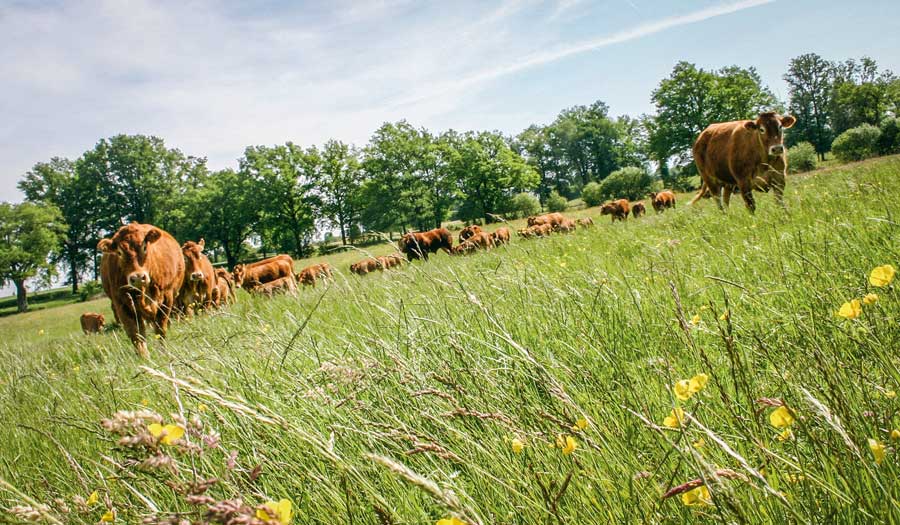 viande-bovine-limousine - Illustration Des exportations de broutards stables en début d&rsquo;année