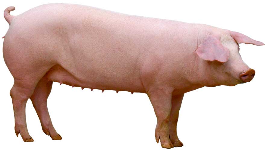 Landrace_cochette - Illustration Porc : Landrace est entré dans l&rsquo;ère de la sélection génomique