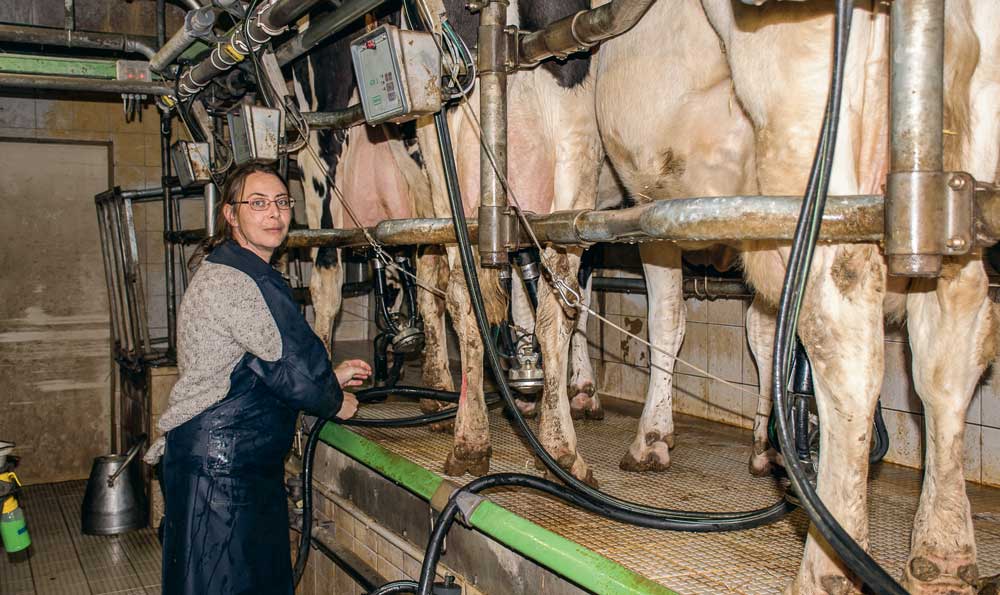 daisy_dupriez-agent-traite - Illustration Lait : la durée minimale du premier contrat d&rsquo;un éleveur portée à sept ans