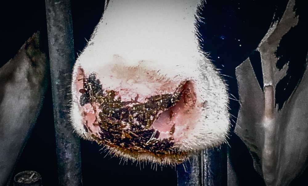 Des museaux collants sont signes d’excès d’énergie. - Illustration Observer ses vaches peut être payant
