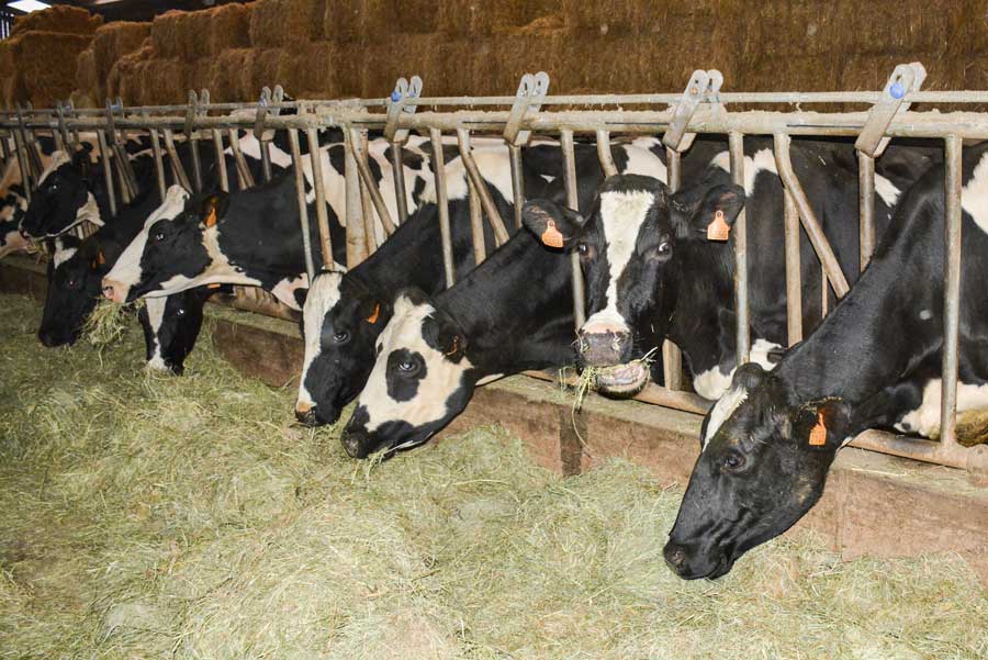 segrafo-foin-2 - Illustration De l&rsquo;herbe toute l&rsquo;année pour les vaches laitières