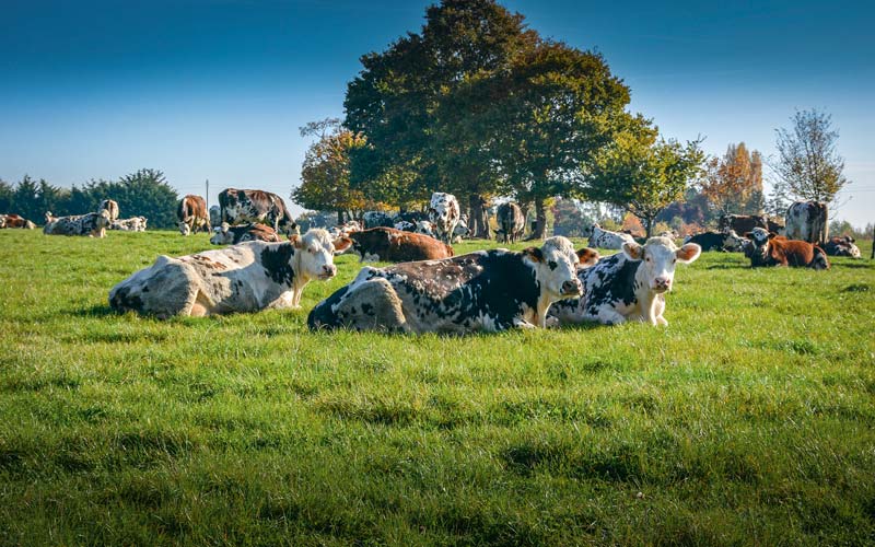 Normande-VL-arbre-bocage - Illustration Lait : l’Ouest plus autonome qu&rsquo;ailleurs en Europe