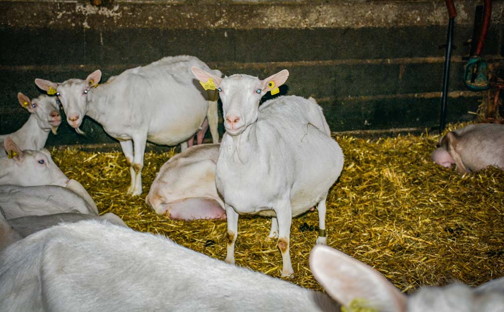 chevre-pseudo-gestante - Illustration Caprin : détecter les pseudo-gestations à l&rsquo;échographie