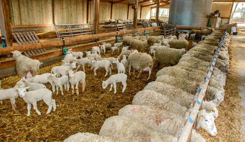 mouton-agneau-ovin - Illustration Les cours de l’agneau « toujours en retrait » en mars