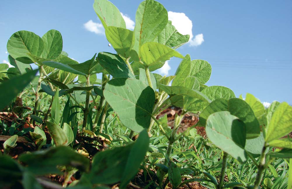 plantation-soja-alimentation - Illustration Du soja local pour l&rsquo;alimentation humaine ?