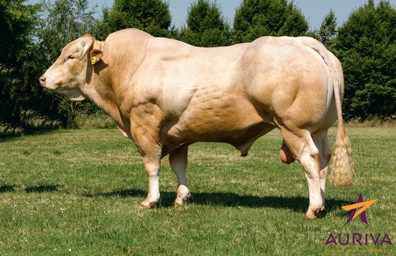 taureau-blond-galiax - Illustration Nouveaux index et nouveaux taureaux en Blonde d&rsquo;Aquitaine
