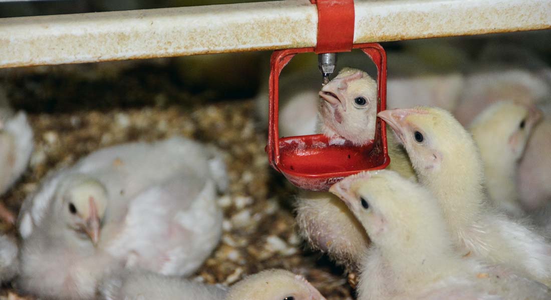 volaille-abreuvoir - Illustration Une table ronde sur l&rsquo;aviculture au Nivot