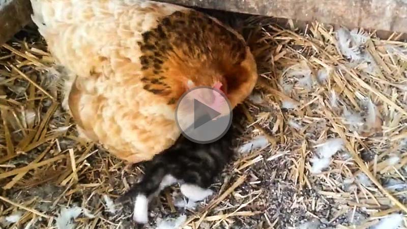 bonne-planque-poule-chat - Illustration Quand t&rsquo;as trouvé LA bonne planque