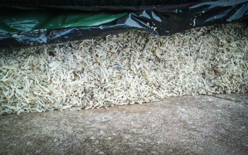 ensilage-betterave-pulpe - Illustration L&rsquo;ensilage de betterave peut remplacer le maïs