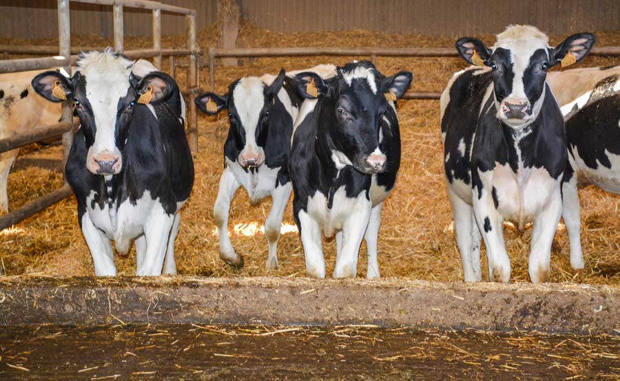 genisse-lait-velage - Illustration Lait : l&rsquo;âge au vêlage réduit de 3 mois